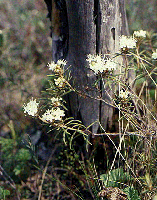 фото 
          Багульник болотный-Ledum palustre