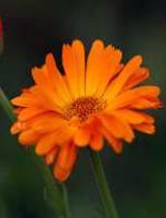 фото 
          Календула лекарственная-Calendula officinalis L