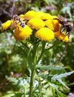 фото 
          Пижма обыкновенная-Tanacetum vulgare L