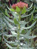 фото 
          Родиола розовая -Rhodiola rosea  L