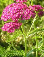 фото 
          Тысячелистник обыкновенный-Achillea millefolium L